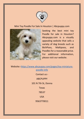 Mini Toy Poodle For Sale In Houston  Abcpuppy