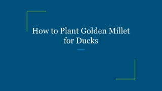 How to Plant Golden Millet for Ducks