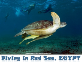 EGYPT - diving Red in Sea