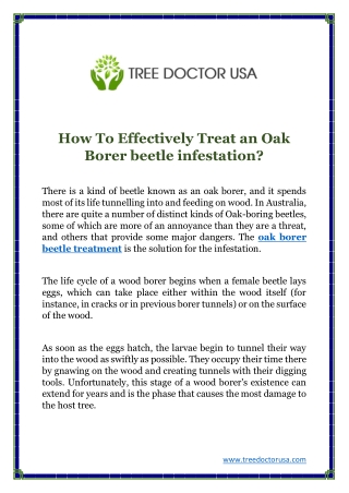 How To Effectively Treat an Oak Borer beetle infestation