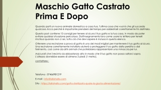 Maschio Gatto Castrato Prima E Dopo