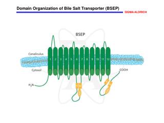 Domain Organization of Bile Salt Transporter (BSEP)
