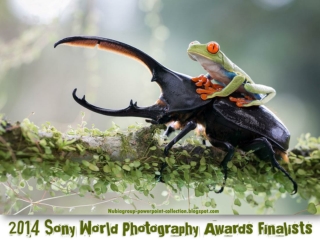 2014 Sony World Photography Awards