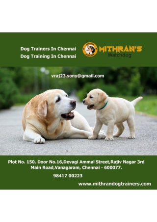 Dog Training In Chennai (2)