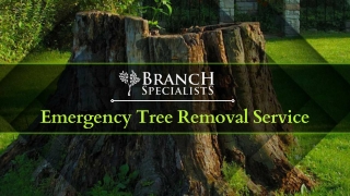 Emergency Tree Removal Service