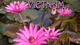 Vietnam Colors of life6