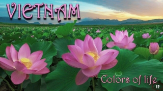 Vietnam Colors of life12