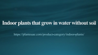Indoor plants that grow in water without soil