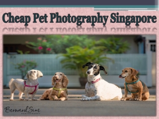 Cheap Pet Photography Singapore