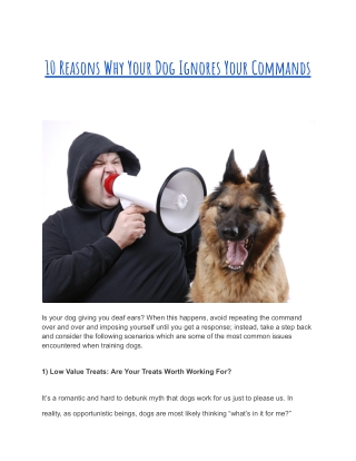 10 Reasons Why Your Dog Ignores Your Commands