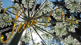 Seeds of Light - Arlon Bayliss
