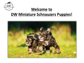 Black and Silver Miniature Schnauzers for Sale