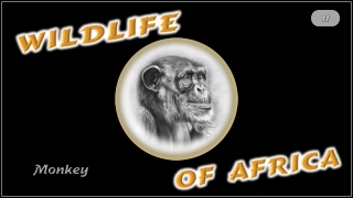 Fauna Afriky - opice (Steve)