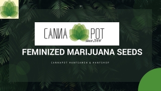 5 most popular feminized marijuana seeds in the US
