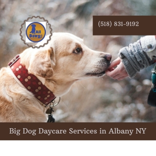 Big Dog Daycare Services in Albany NY