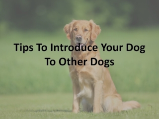 Tips To Introduce Your Dog To Other Dogs