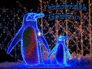 Christmas Lights (7)