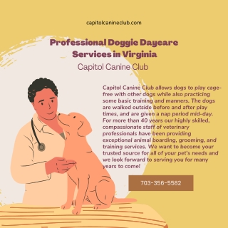 Professional Doggie Daycare Services in Virginia