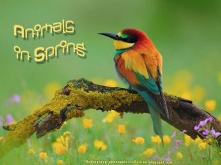 Animals in Spring (1)