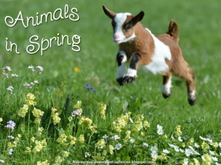 Animals in Spring (2)