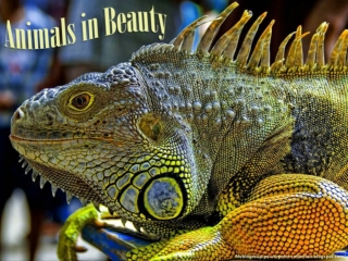 Animals in Beauty (13)