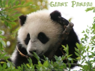 Giant Pandas : cutest animals on Earth !