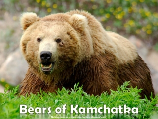 Bears of Kamchatka