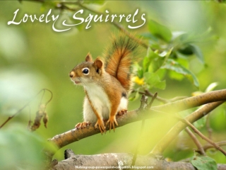 Lovely Squirrels