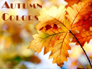 Autumn Colors (15)