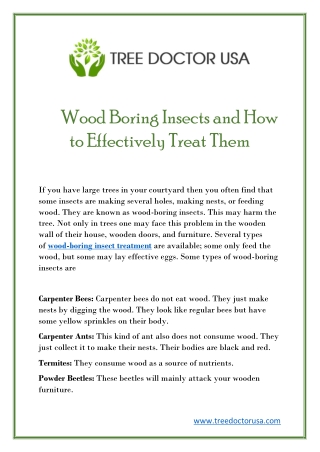 Wood Boring Insects and How to Effectively Treat Them