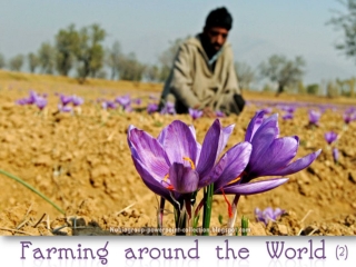 Farming Around the World (2)