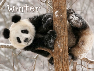 Animals in Winter (1)