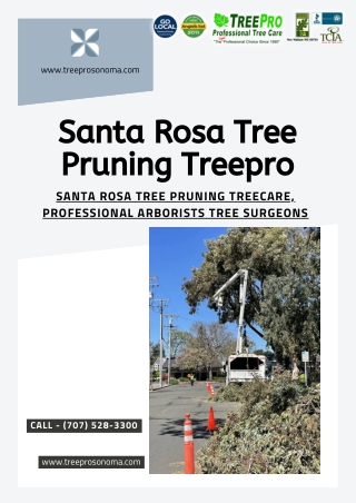 Santa Rosa Tree Pruning Treepro