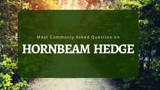 Most Commonly Asked Question on Hornbeam Hedge