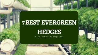 7 Best Evergreen Hedges