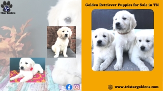 Get one of the most Intelligent dogs Golden Retriever Puppies for Sale in TN