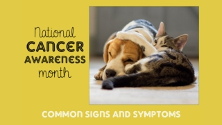 National Pet Cancer Awareness Month Common Signs and Symptoms