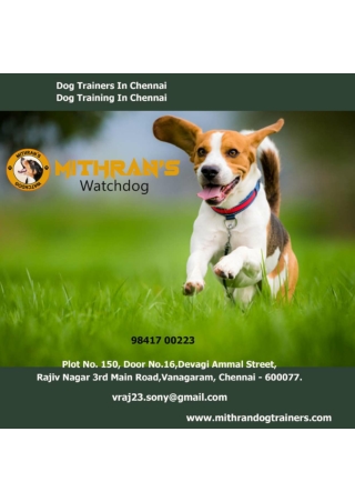 Dog Training In Chennai