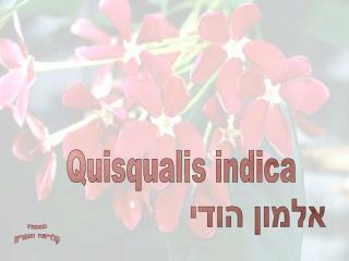 Quisqualis indica