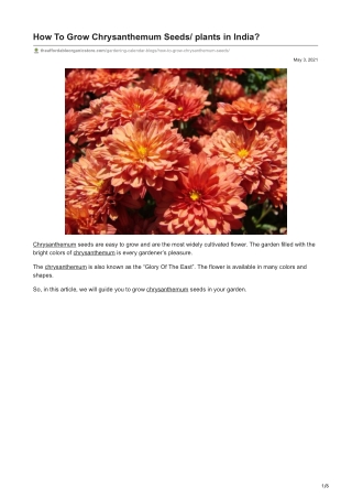 How To Grow Chrysanthemum Seeds/plants in India?