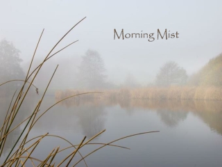 Morning Mist - Autumn Fog (Hy-van)