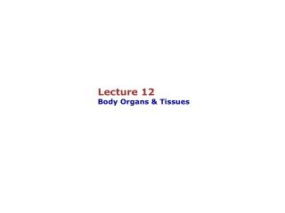 Lecture 12 Body Organs &amp; Tissues