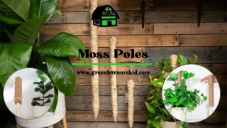 Top Quality Moss Poles Available at Best Price - Green Barn Orchid