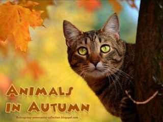 Animals in Autumn (3)