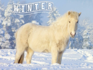 Animals in Winter (2)