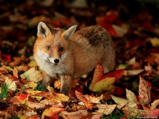 Animals in Autumn (4)