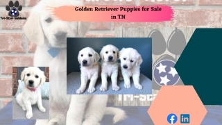 Golden Retriever Puppies for Sale in TN-Ready for Forever Homes