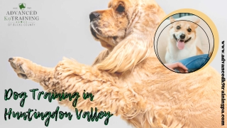 Dog Training in Huntingdon Valley