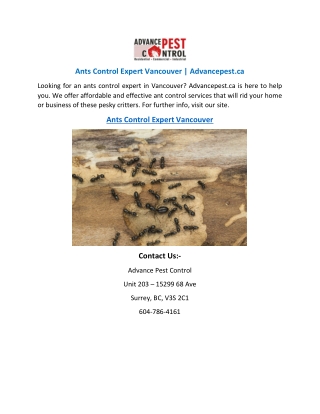 Ants Control Expert Vancouver | Advancepest.ca