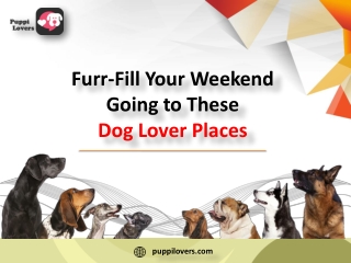 Furr-Fill Your Weekend Going to These Dog Lover Places